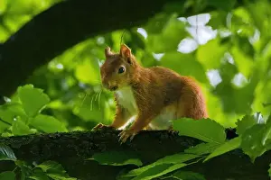 Branch Plant Part Prints: cute young squirrel portrait on tree at park