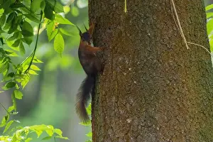 Branch Plant Part Prints: cute young squirrel portrait on tree at park