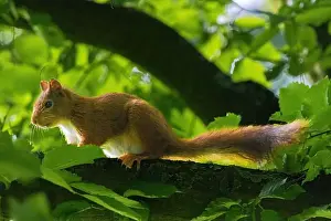 Branch Plant Part Prints: cute young squirrel portrait on tree at park
