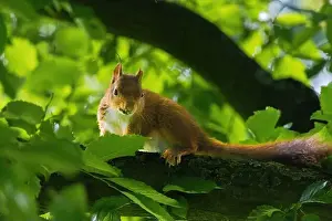 Branch Plant Part Prints: cute young squirrel portrait on tree at park