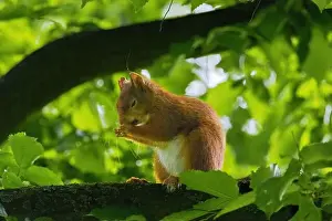 Branch Plant Part Prints: cute young squirrel portrait on tree at park