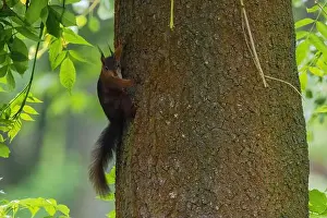Branch Plant Part Prints: cute young squirrel portrait on tree at park