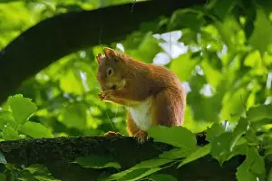 Branch Plant Part Prints: cute young squirrel portrait on tree at park