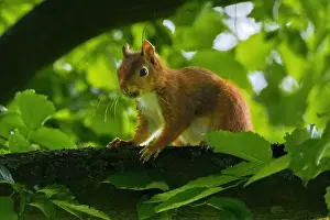 Branch Plant Part Prints: cute young squirrel portrait on tree at park