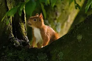 Branch Plant Part Prints: cute young squirrel portrait on tree at park