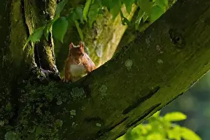 Branch Plant Part Prints: cute young squirrel portrait on tree at park