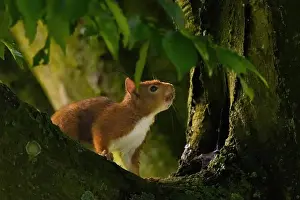 Branch Plant Part Prints: cute young squirrel portrait on tree at park