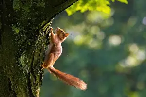 Branch Plant Part Prints: cute young squirrel portrait on tree at park