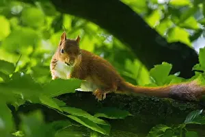 Branch Plant Part Prints: cute young squirrel portrait on tree at park