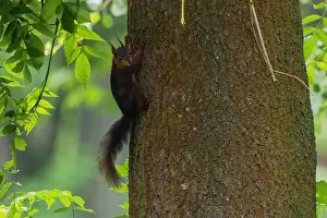 Branch Plant Part Prints: cute young squirrel portrait on tree at park