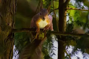 Branch Plant Part Prints: cute young squirrel portrait on tree at park