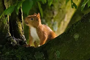 Branch Plant Part Prints: cute young squirrel portrait on tree at park