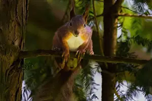 Branch Plant Part Prints: cute young squirrel portrait on tree at park