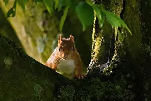 Branch Plant Part Prints: cute young squirrel portrait on tree at park