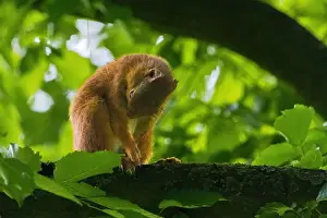 Branch Plant Part Prints: cute young squirrel portrait on tree at park