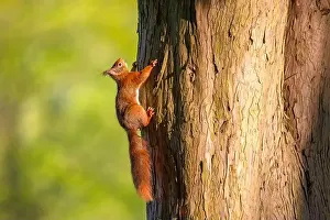 Branch Plant Part Prints: cute young squirrel portrait on tree at park