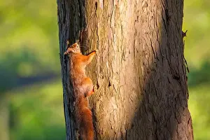 Branch Plant Part Prints: cute young squirrel portrait on tree at park