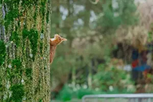 Branch Plant Part Prints: cute young squirrel portrait on tree at park