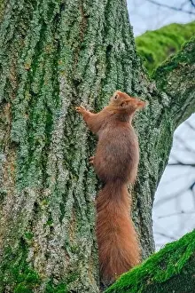 Branch Plant Part Prints: cute young squirrel portrait on tree at park