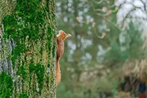 Branch Plant Part Prints: cute young squirrel portrait on tree at park