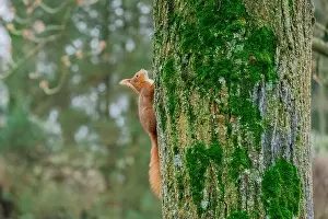 Branch Plant Part Prints: cute young squirrel portrait on tree at park