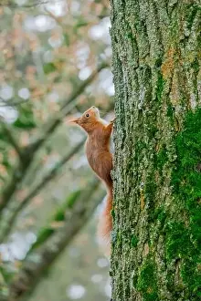 Branch Plant Part Prints: cute young squirrel portrait on tree at park