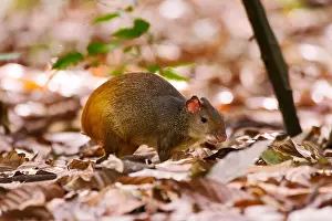 Cutia (Dasyprocta leporina) fotografado na Fazenda Cupido e Refúgio