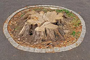 Diameter Prints: Cutted down big old tree stump in park