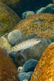 Riverbed Prints: Cutthroat trout