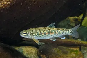 Riverbed Prints: Cutthroat trout in British Columbia, Canada