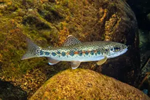 Riverbed Prints: Cutthroat trout displaying spawning colouration