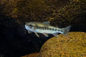 Riverbed Prints: Cutthroat trout ( Oncorhynchus clarkii )