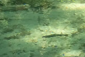 Riverbed Prints: Cutthroat trout in a small stream in South British Columbia, Canada