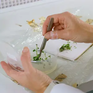 Sterile Prints: Cutting up cultured tissue for planting as individual plants for micropropogation