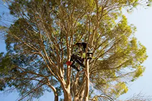 Sawdust Prints: Cutting down a large garden tree