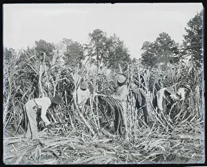 Marshall Prints: Cutting sugar cane on the Marshall Farm, Tuskegee, Ala