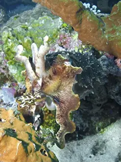 Mollusca Prints: Cuttlefish, broad-armed sepia (Sepia latimanus)