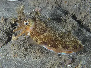 Camouflaging Prints: A cuttlefish, Common cuttlefish (Sepia officinalis) juvenile