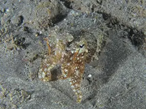 Molluscs Prints: A cuttlefish, Common cuttlefish (Sepia officinalis) juvenile