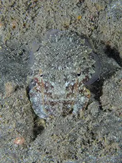 Canaries Prints: A cuttlefish, Common cuttlefish (Sepia officinalis) juvenile