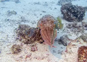 Fujairah Prints: A cuttlefish disguises itself among the brown thickets at the bottom of the Gulf of Oman in Fujairah