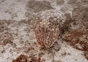 Fujairah Prints: A cuttlefish disguises itself among the brown thickets at the bottom of the Gulf of Oman in Fujairah