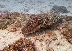 Fujairah Prints: A cuttlefish disguises itself among the brown thickets at the bottom of the Gulf of Oman in Fujairah