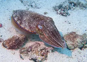 Fujairah Prints: A cuttlefish disguises itself among the brown thickets at the bottom of the Gulf of Oman in Fujairah