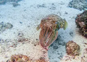 Fujairah Prints: A cuttlefish disguises itself among the brown thickets at the bottom of the Gulf of Oman in Fujairah