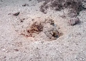 Cuttlefish Prints: A cuttlefish disguises itself among the brown thickets at the bottom of the Gulf of Oman in Fujairah