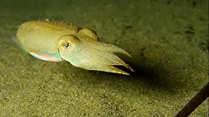 The Nature Conservancy Prints: Cuttlefish, Sepia, Sepia officinalis