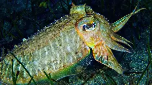 The Nature Conservancy Prints: Cuttlefish, Sepia, Sepia officinalis