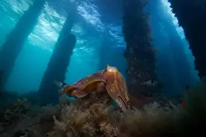 Scuba Diver Prints: Cuttlefish swimming through the water under a pier