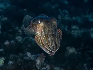 Cephalopod Prints: A cuttlefish underwater in the sea (Sepia officinalis)